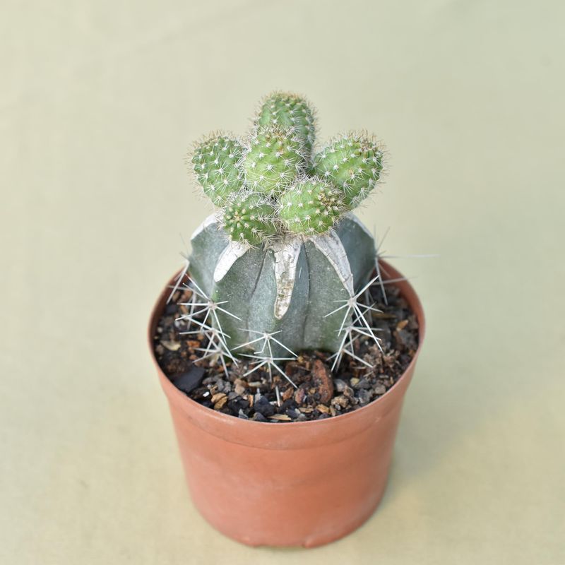 Chamaelobivia cv Pauline (Peanut Cactus)