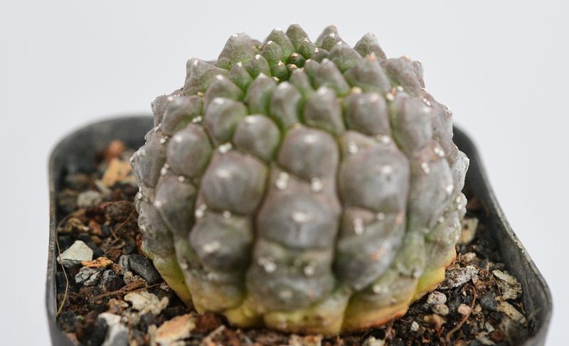 Euphorbia gymnocalycioides