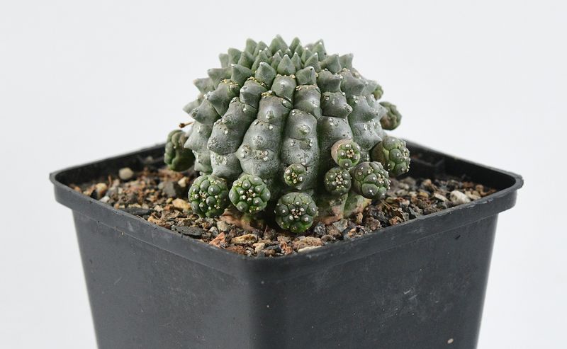 Euphorbia gymnocalycioides