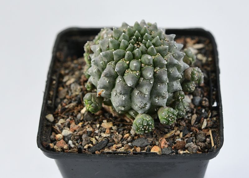 Euphorbia gymnocalycioides Euphorbia gymnocalycioides