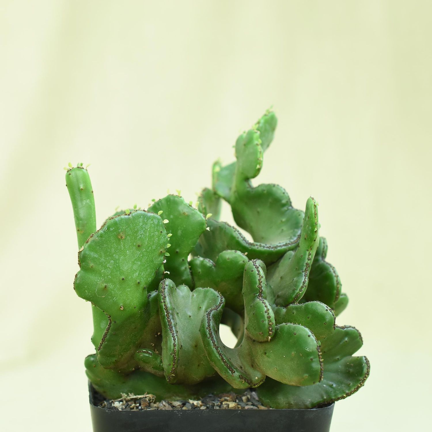 Euphorbia leucodendron crest Euphorbia leucodendron crest