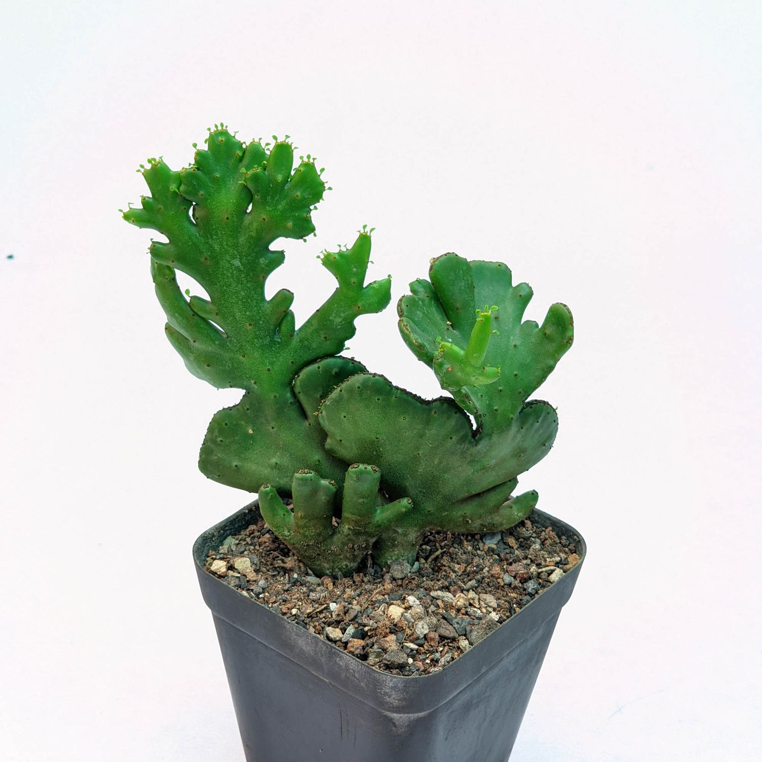 Euphorbia leucodendron crest