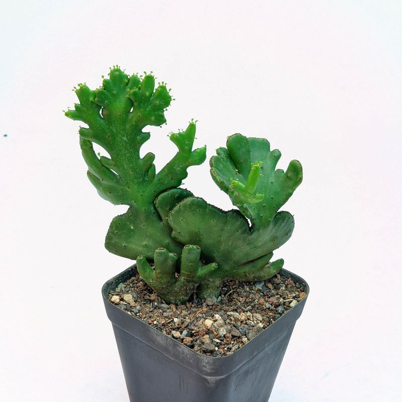 Euphorbia leucodendron crest