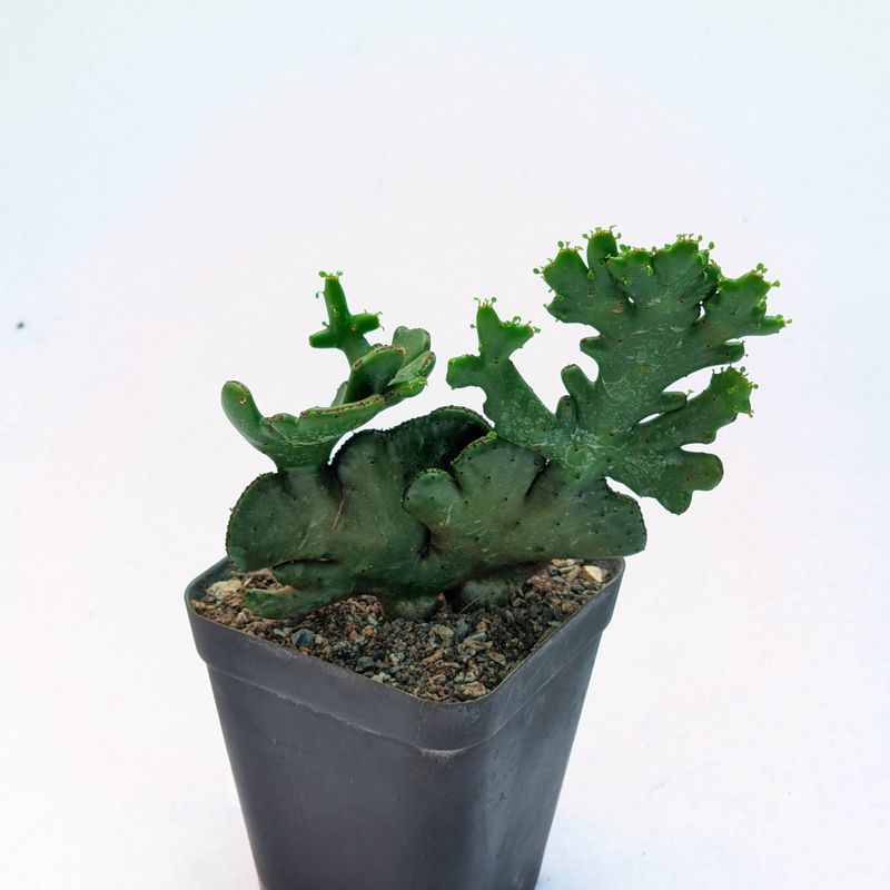 Euphorbia leucodendron crest
