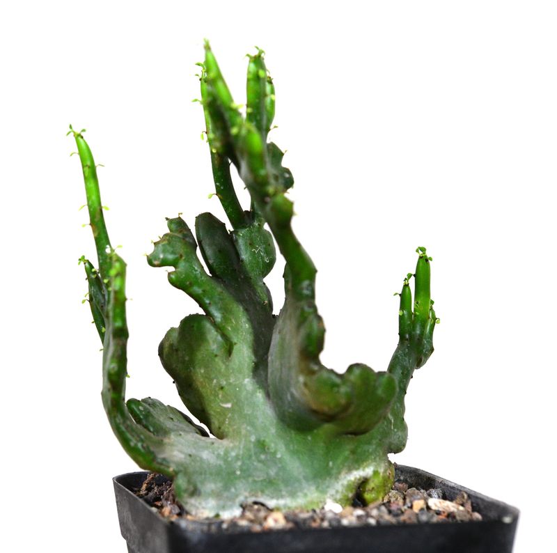 Euphorbia leucodendron crest