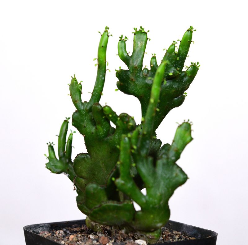 Euphorbia leucodendron crest