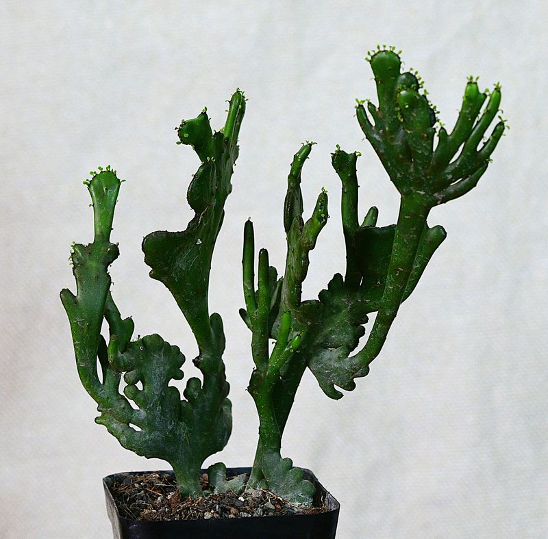 Euphorbia leucodendron crest Euphorbia leucodendron crest