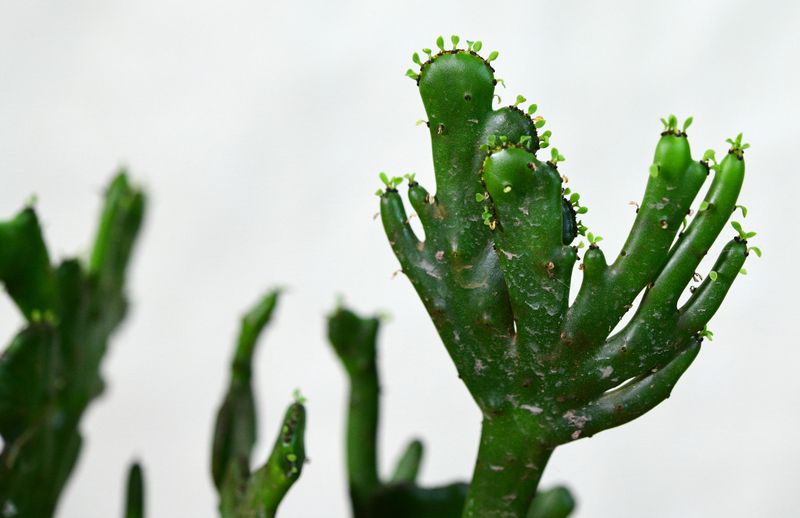 Euphorbia leucodendron crest