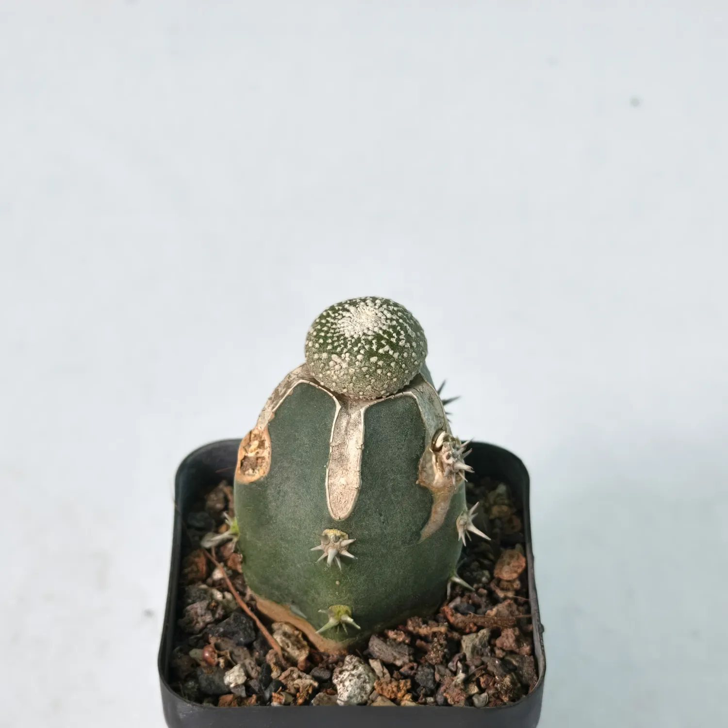 Blossfeldia liliputana Blossfeldia liliputana