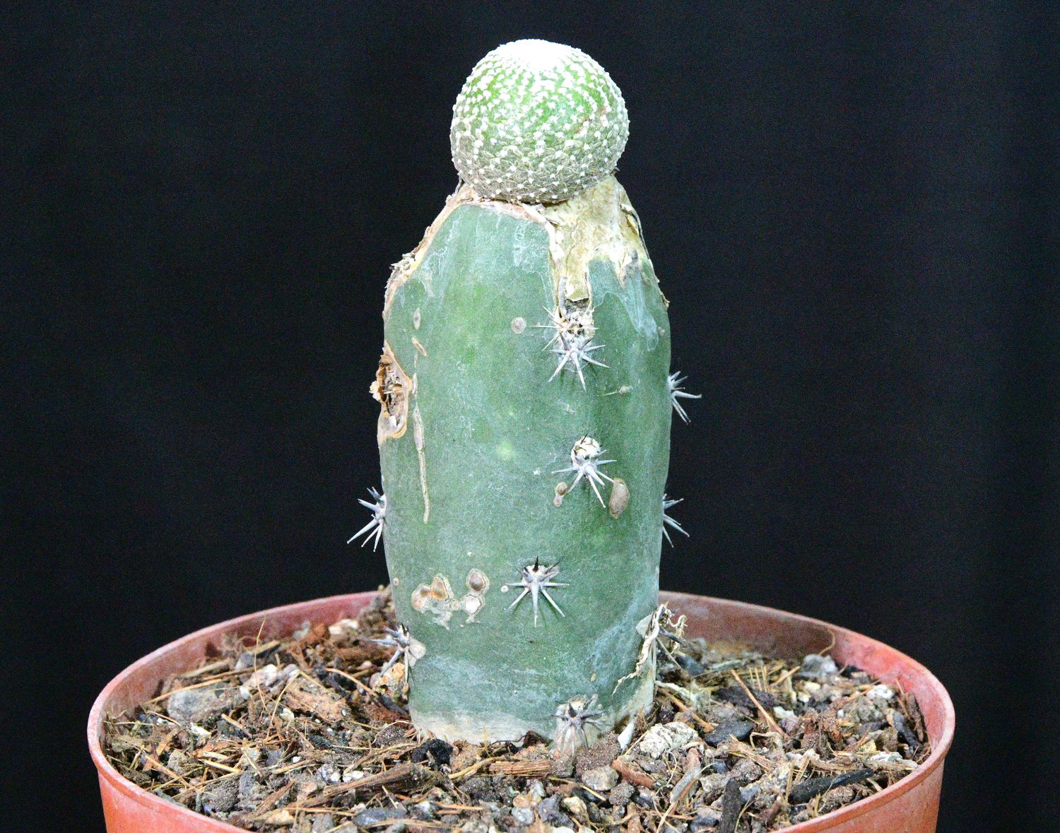 Blossfeldia liliputana in terracotta pot