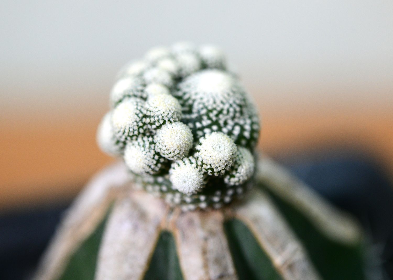 Blossfeldia liliputana Blossfeldia liliputana