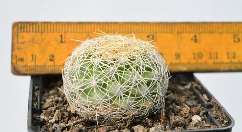 Discocactus araneispinus