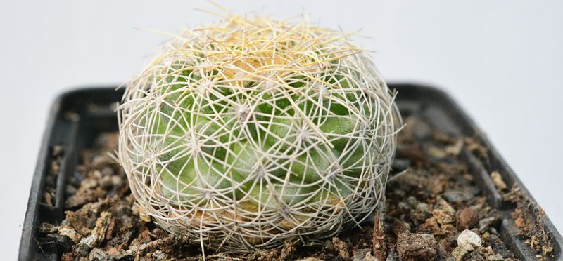 Discocactus araneispinus