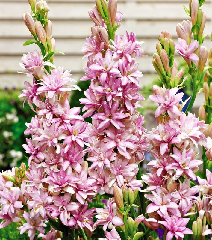 Tuberose Pink Sapphire (Polianthes tuberosa) (Rajnigandha Pink)