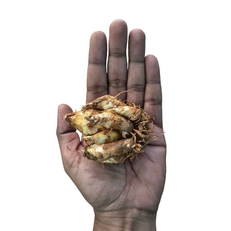 Tuberose Pink Sapphire bulb held in hand