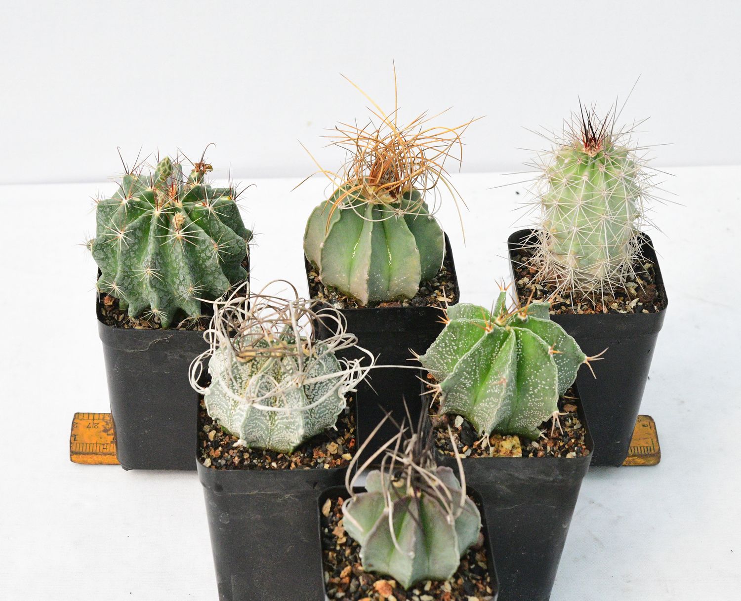 Set of Six Spiky Elegant Cactus