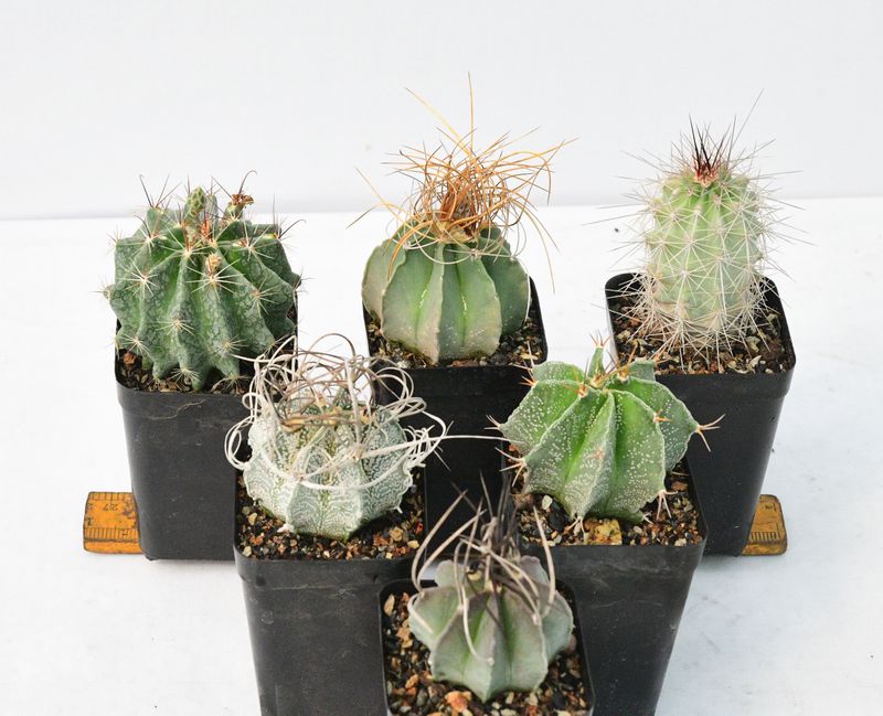 Set of Six Spiky Elegant Cactus