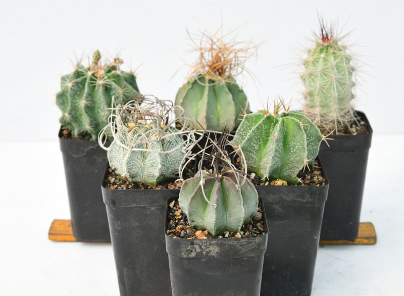 Set of Six Spiky Elegant Cactus