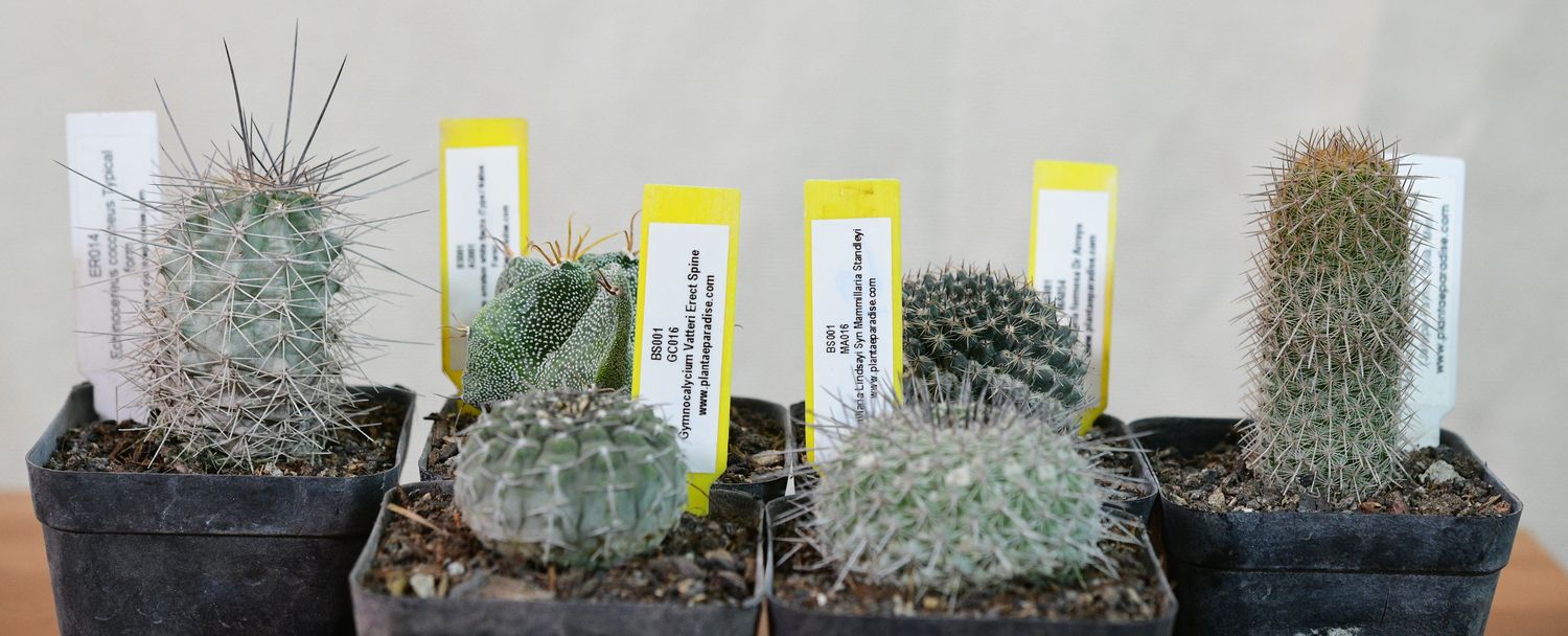 Set of Six Spiky Elegant Cactus with yellow plant labels