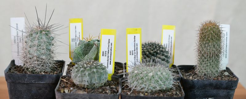 Set of Six Spiky Elegant Cactus with yellow plant labels