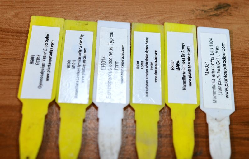 Set of Six Spiky Elegant Cactus nursery tags close-up
