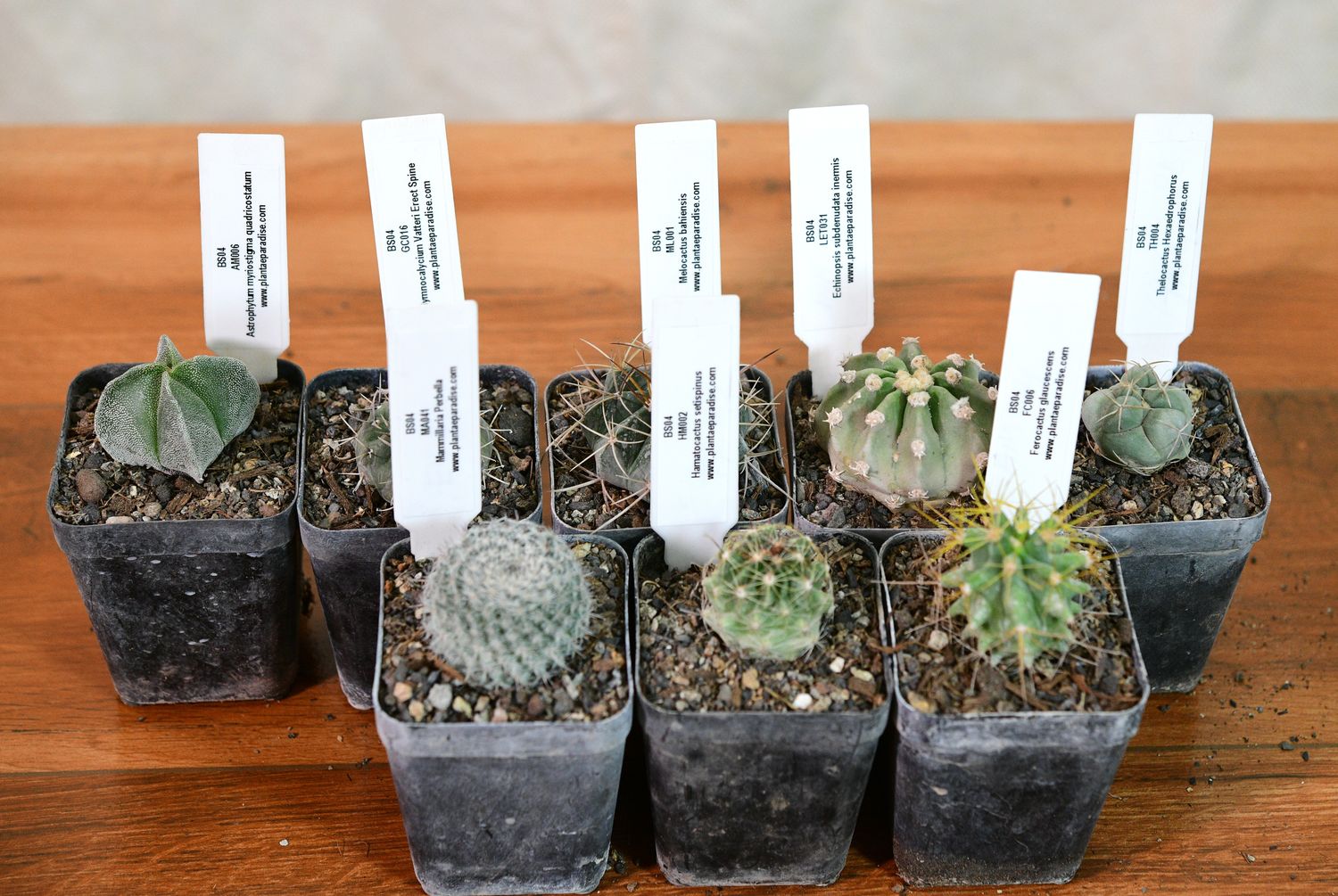 The Bishop's Assembly — A Collector's Starter Set with labeled plant markers