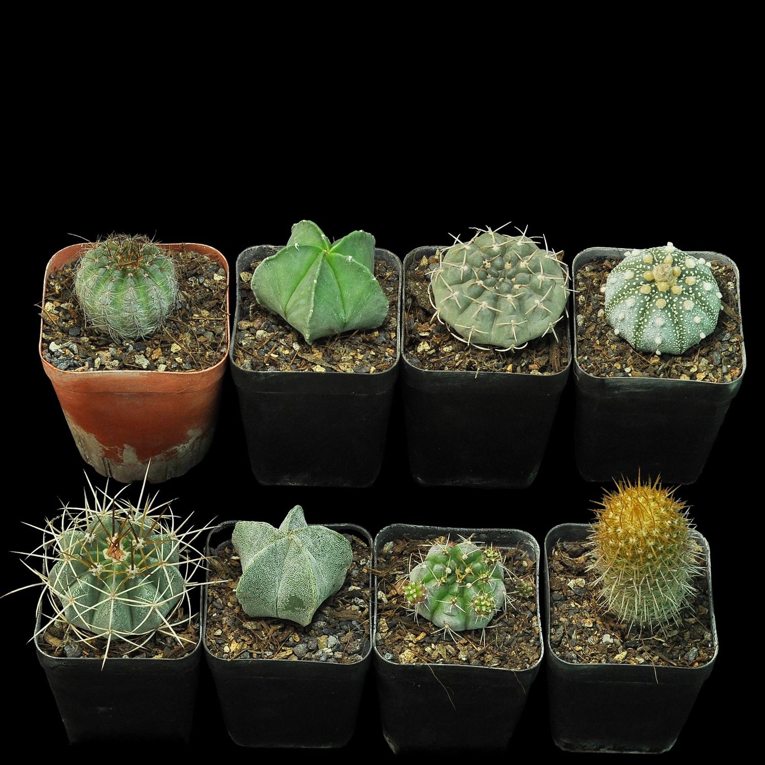 Budget Set 02 - Astrophytum & Gymnocalycium Assorted Cactus Set