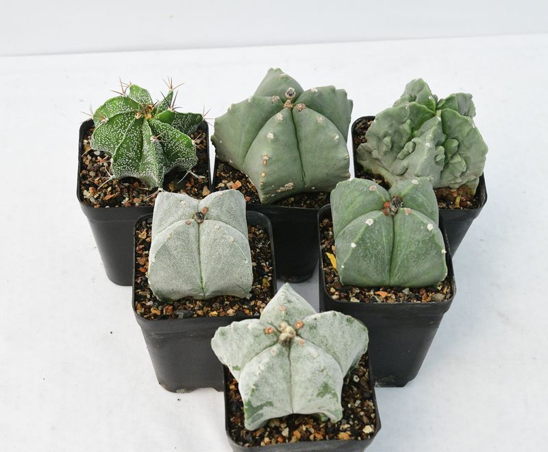 Big Star Cactus Set at Small Price!