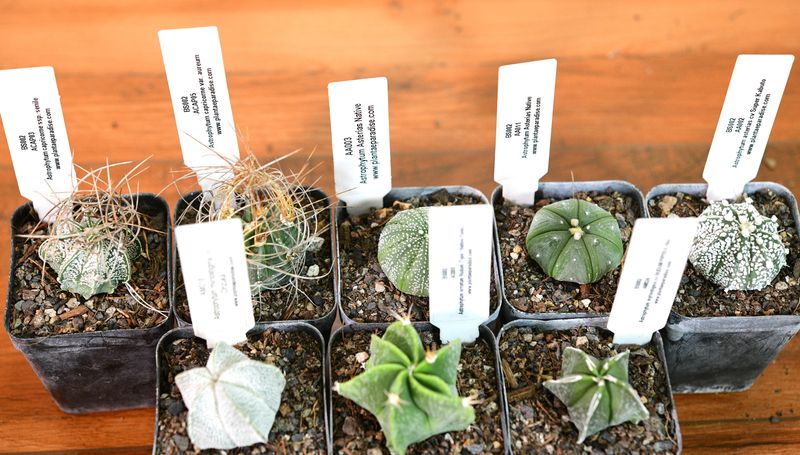 Stars of the Genus — An All-Astrophytum Eight displayed in two rows overhead view
