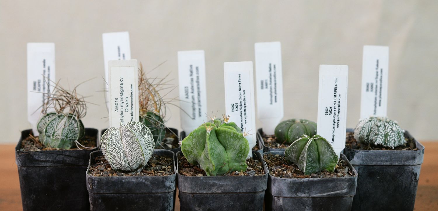 Stars of the Genus — An All-Astrophytum Eight Stars of the Genus — An All-Astrophytum Eight arranged in a row, front view
