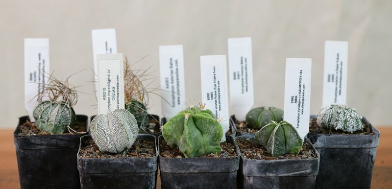 Stars of the Genus — An All-Astrophytum Eight arranged in a row, front view