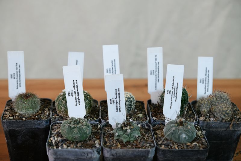 Named in Their Honour — A Collector's Eight upright view with labeled specimen tags
