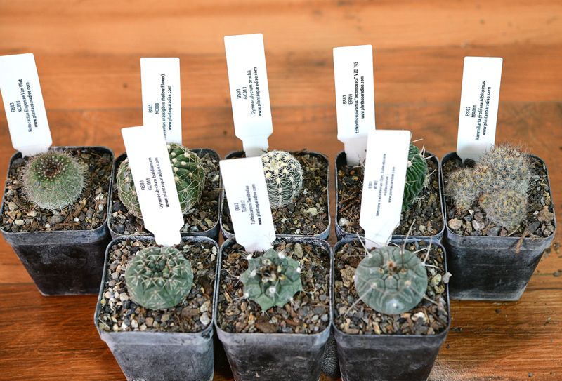 Named in Their Honour — A Collector's Eight arranged in two rows with identification labels