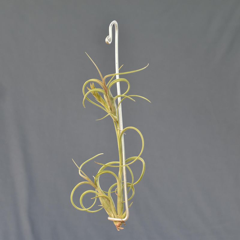 Tillandsia intermedia