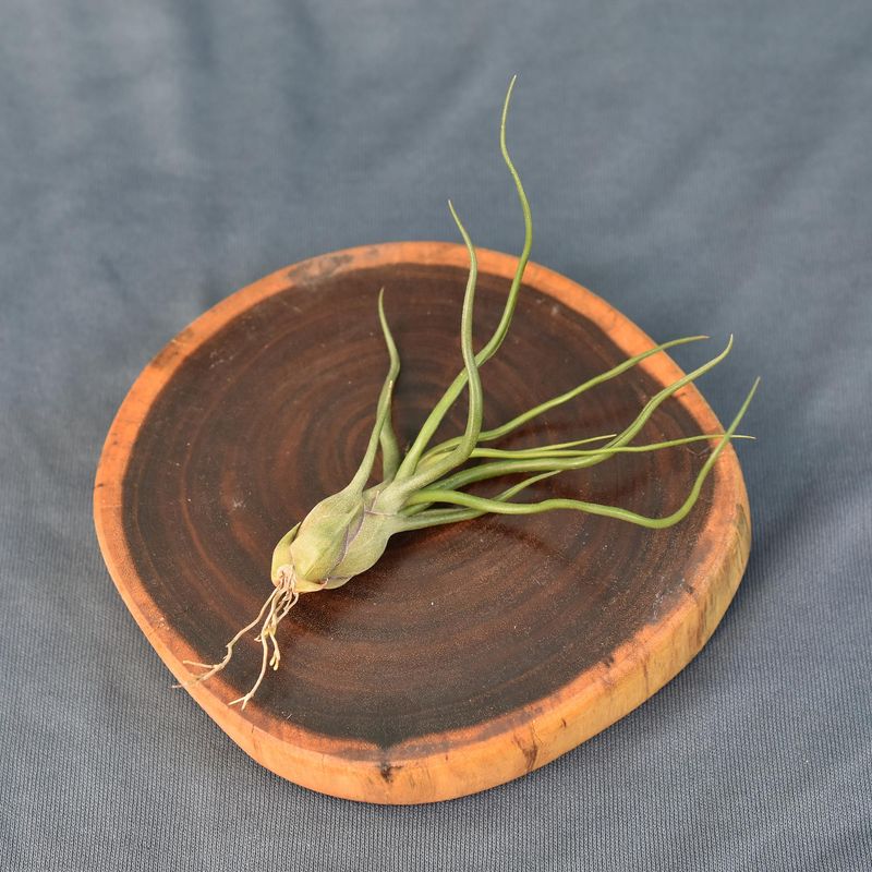 Tillandsia bulbosa