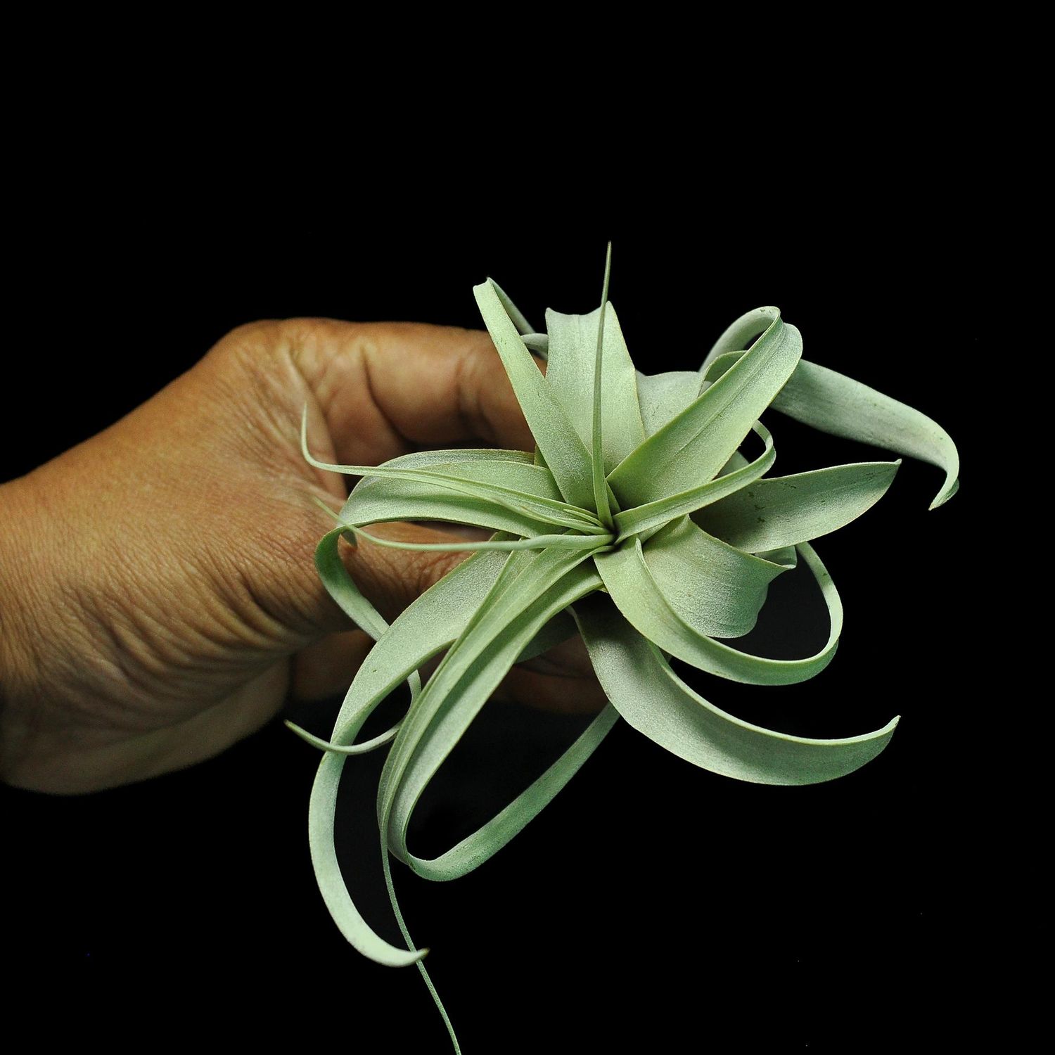 Air Plant Tillandsia  xerographica held in hand for size reference