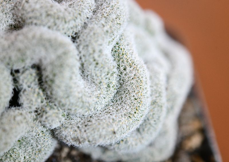 Mammillaria microthele Crest