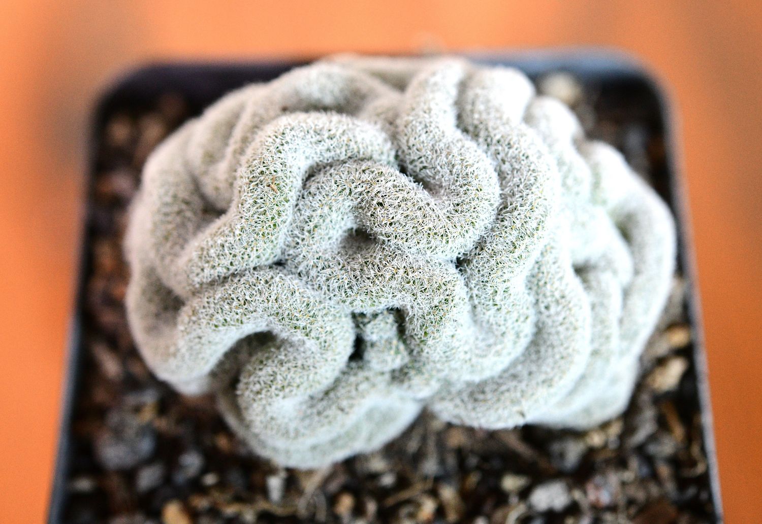 Mammillaria microthele Crest Mammillaria microthele Crest