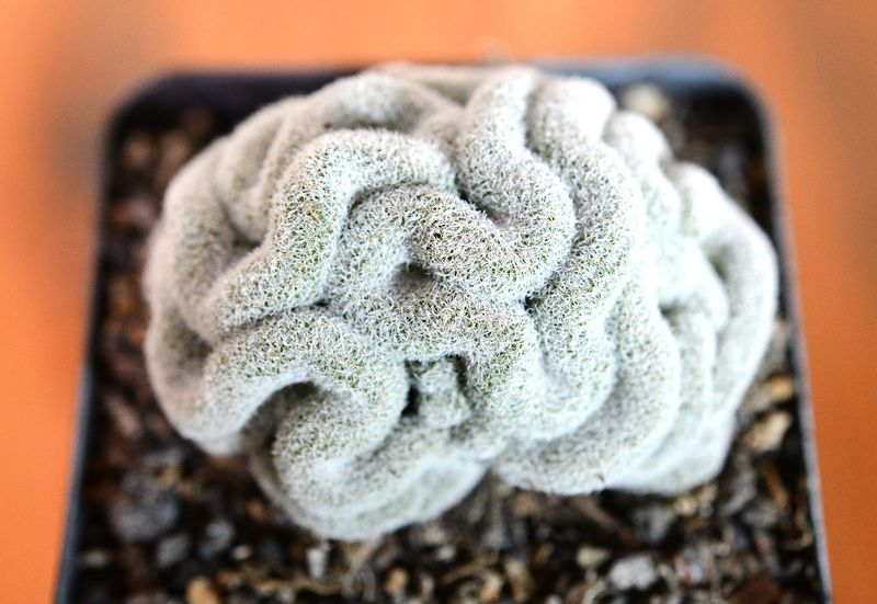 Mammillaria microthele Crest