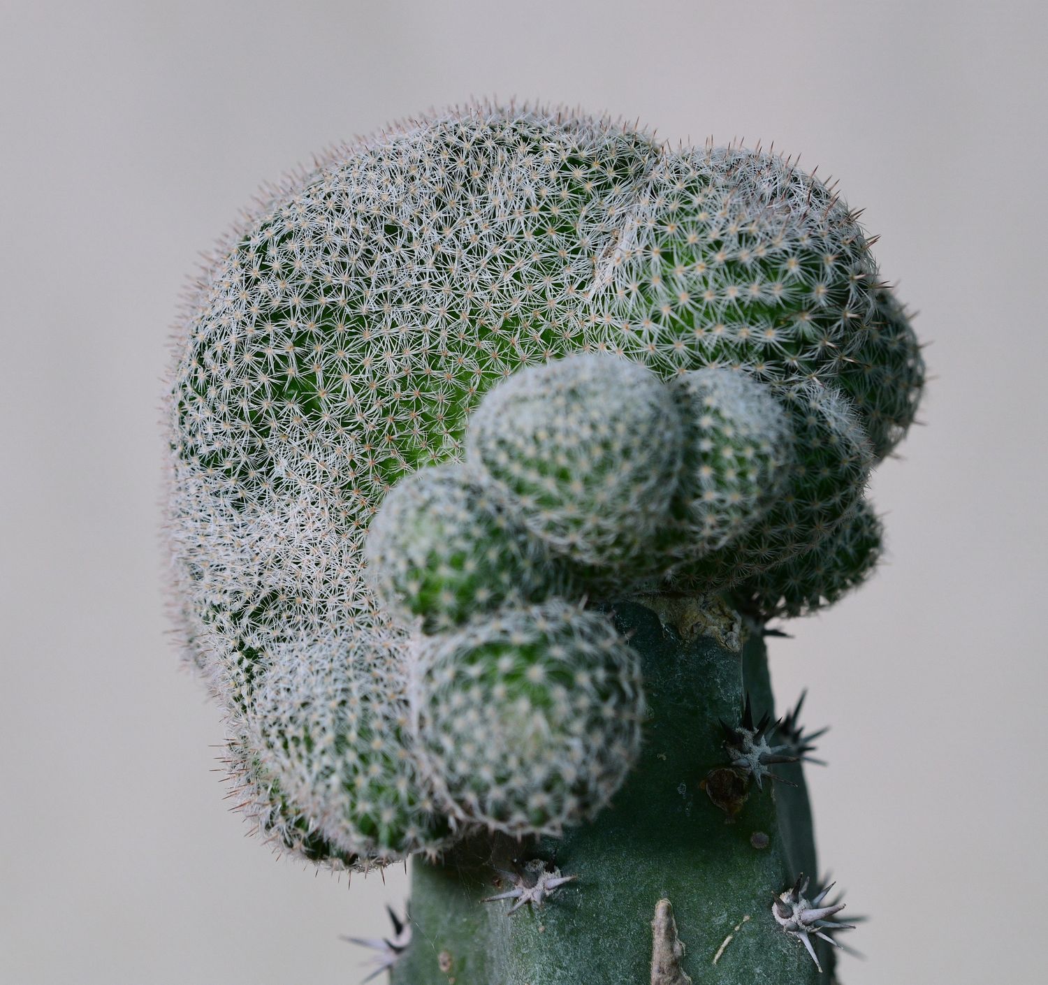 Mammillaria microthele Crest top-down view