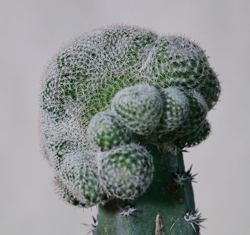 Mammillaria microthele Crest Mammillaria microthele Crest top-down view