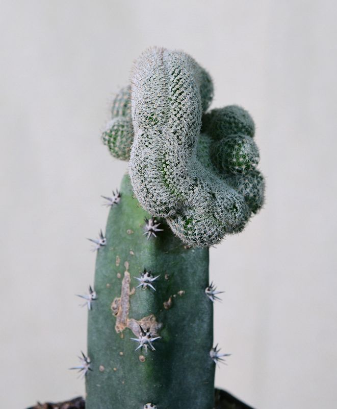 Mammillaria microthele Crest side profile showing stem