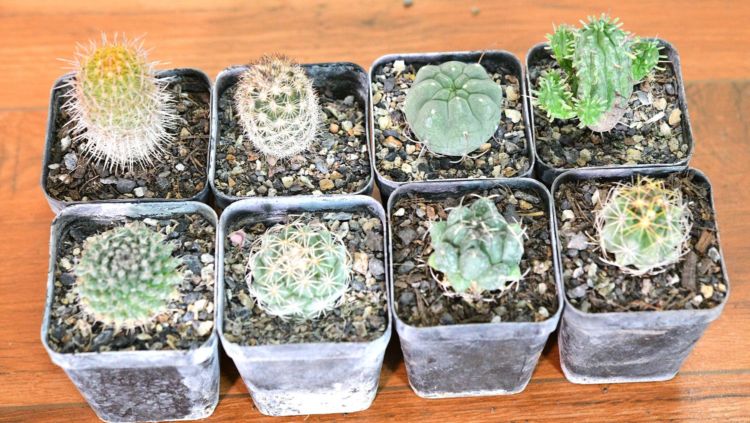 The Three Continents Eight — A Global Cactus &amp; Succulent Collector's Set