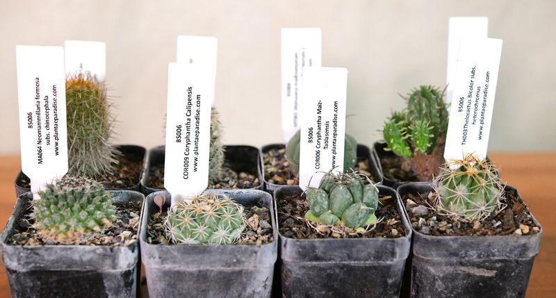 The Three Continents Eight — A Global Cactus &amp; Succulent Collector's Set with identification labels