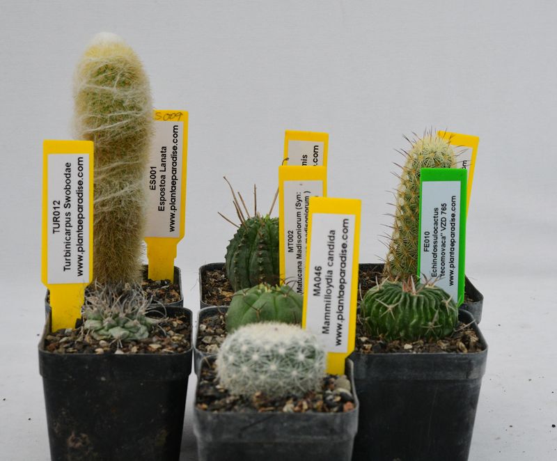 Budget Set -The Global Rare Species Cactus Collection