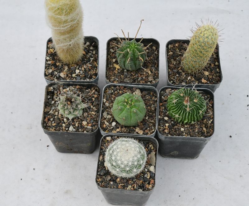 Budget Set -The Global Rare Species Cactus Collection