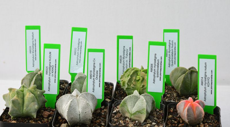 Set of 8 Exotic Star Cacti (Astrophytums )