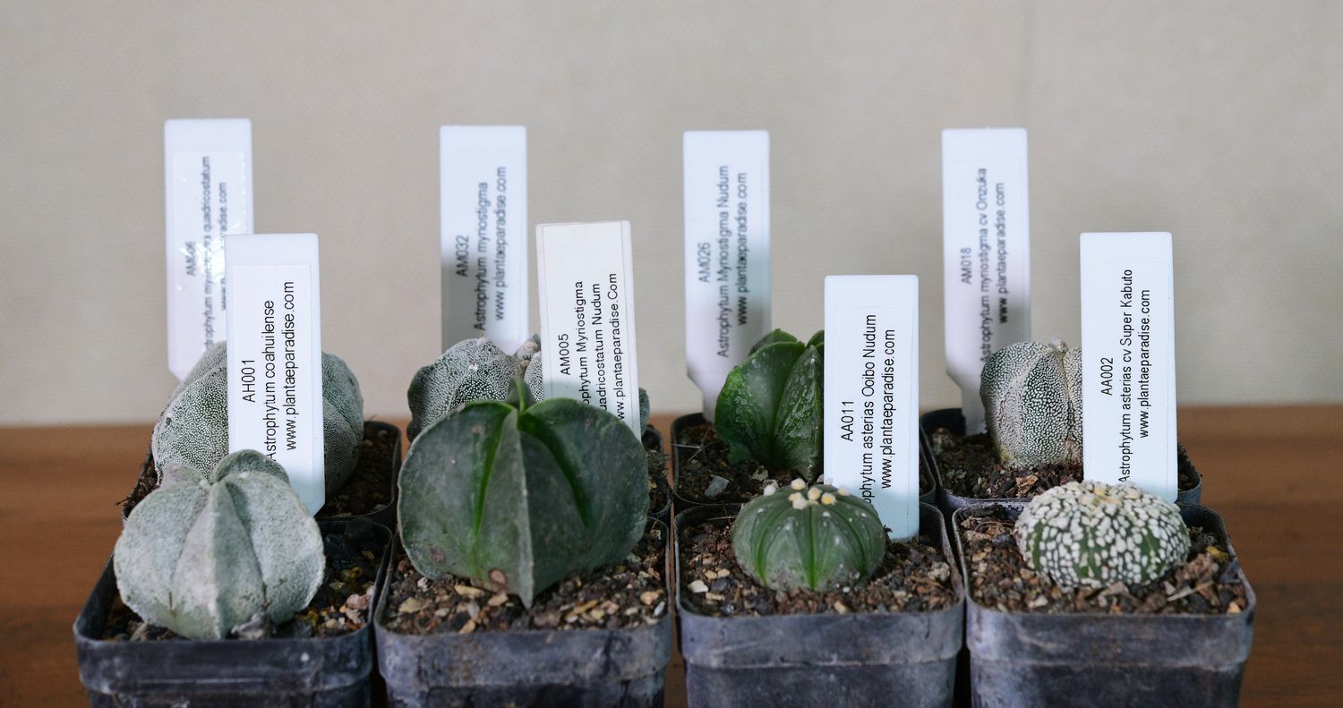 The Astrophytum Eight — A Star Cactus Collector's Set displayed in tall arrangement with labeled stakes