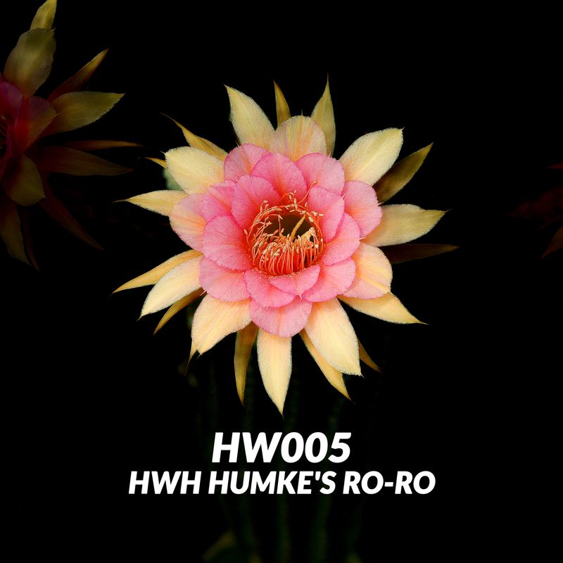 The Monkey Tail Five — A Trailing Cactus Collector's Set showing pink and yellow bicolor bloom