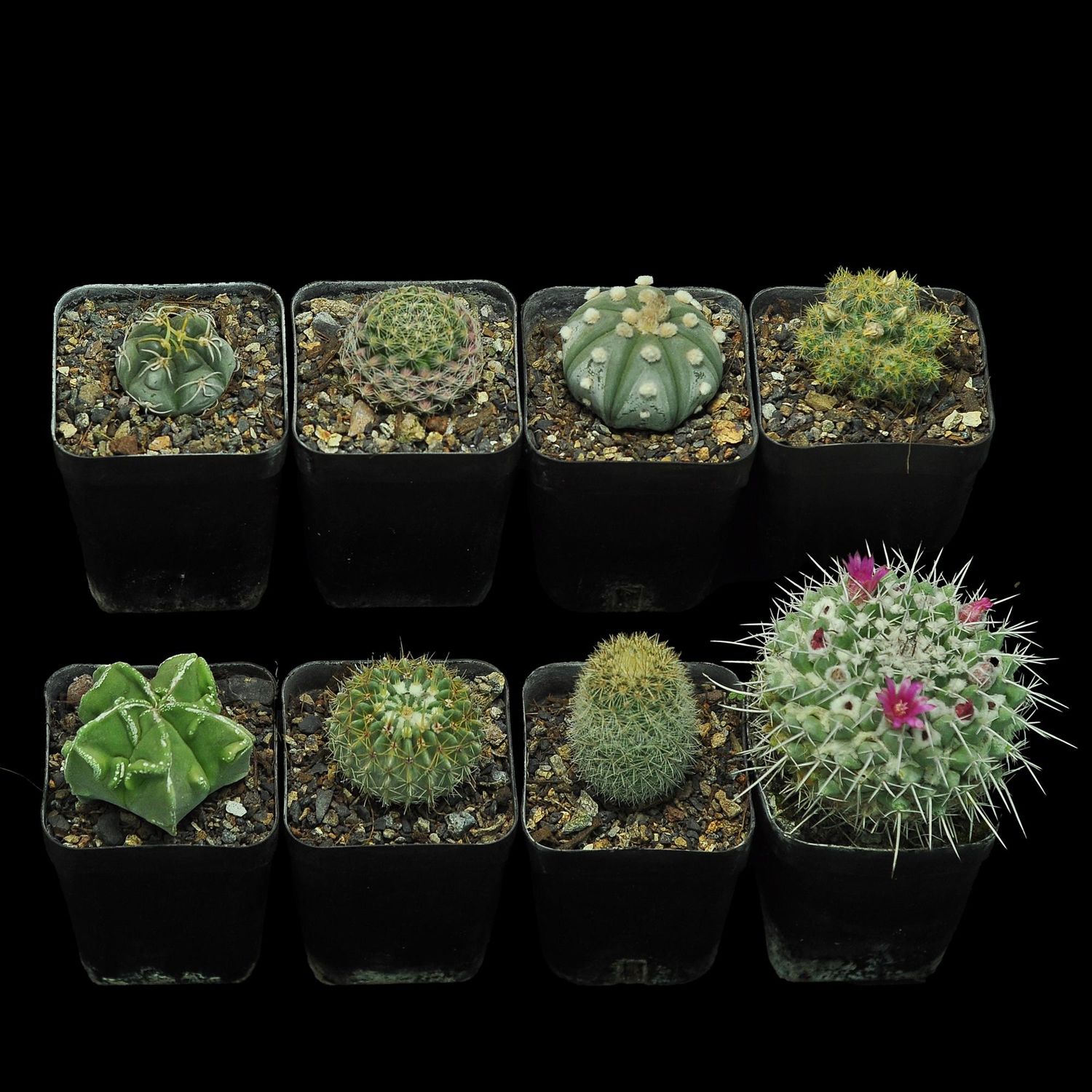 Budget Set 10 - Easy-Care Cactus Starter Pack Budget Set 10 - Easy-Care Cactus Starter Pack